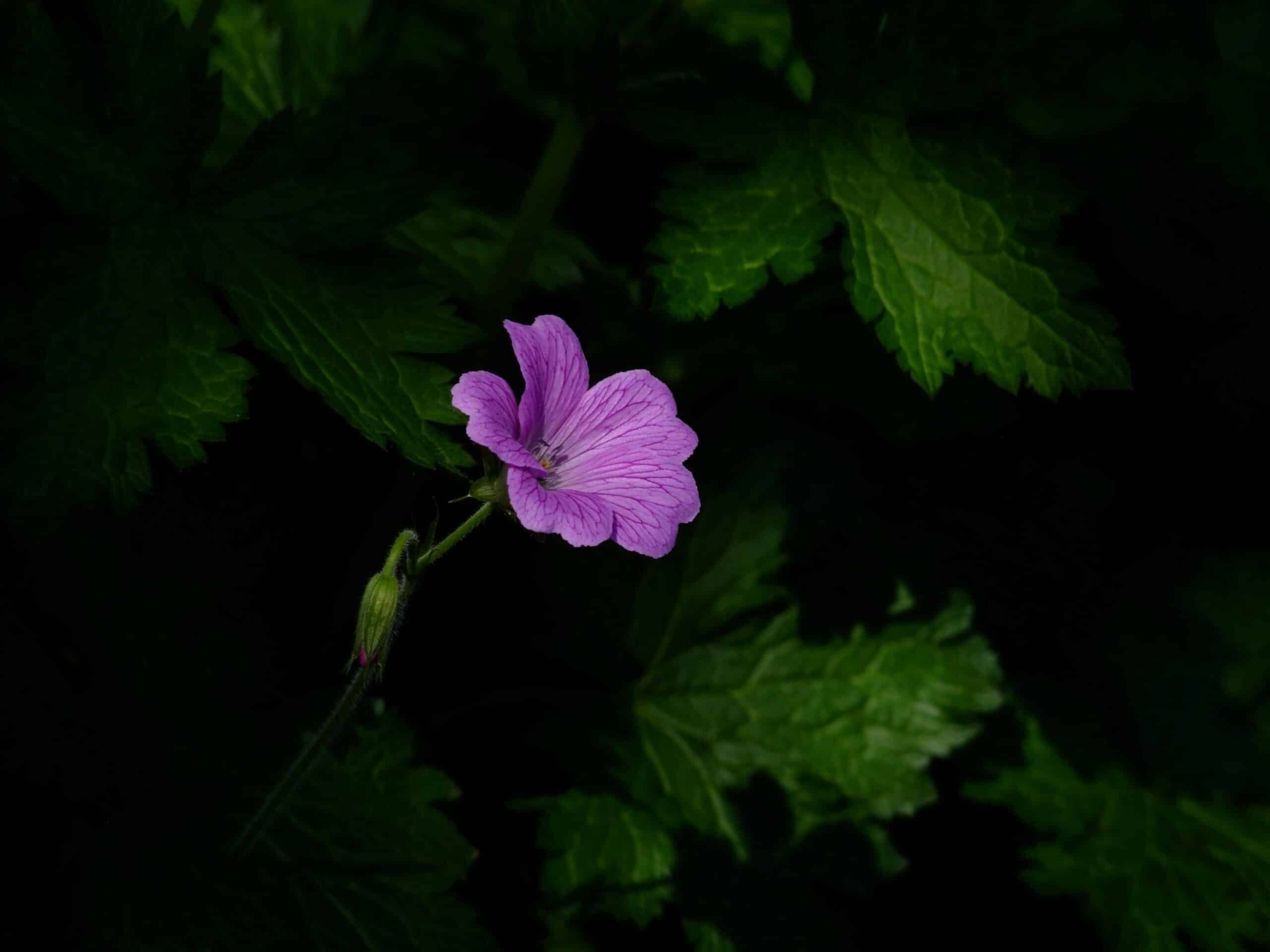 niromathé déroulement séance yannig kerouanton